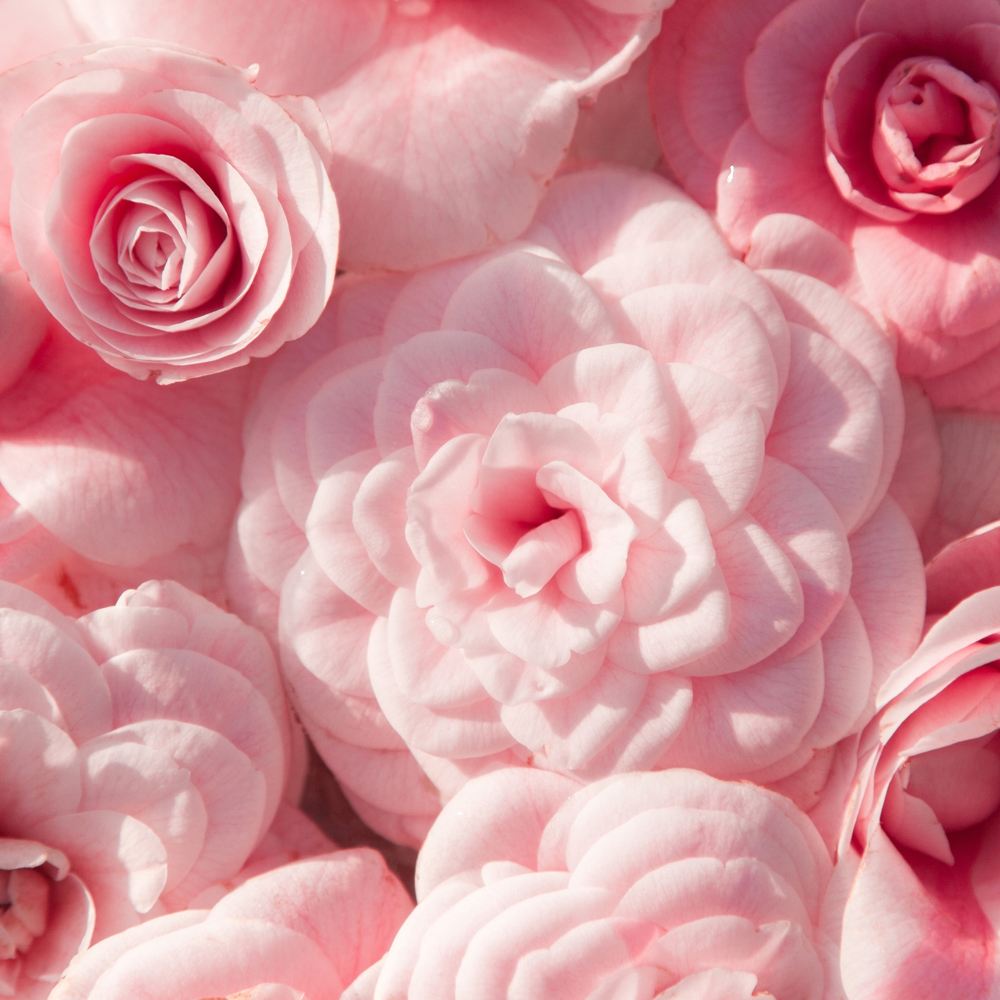 Bramble Berry Camellia Sugar Fragrance Oil