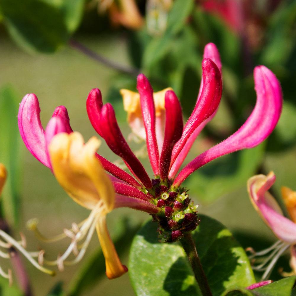 Bramble Berry Heavenly Honeysuckle Fragrance Oil