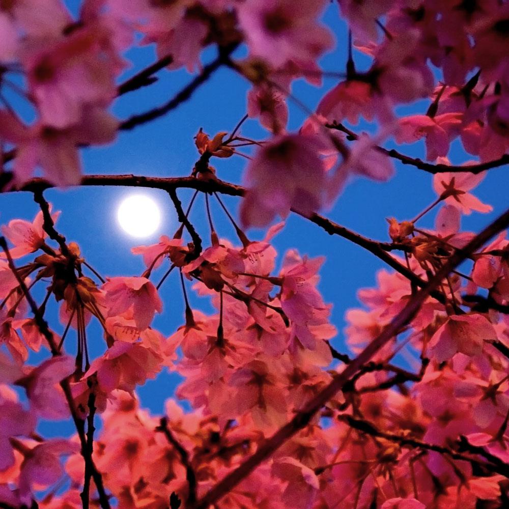 Bramble Berry Moonlight Pomegranate Fragrance Oil