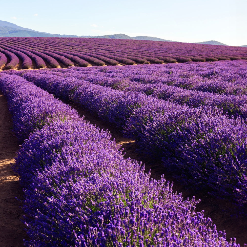 Bramble Berry Lavender 40/42 Essential Oil