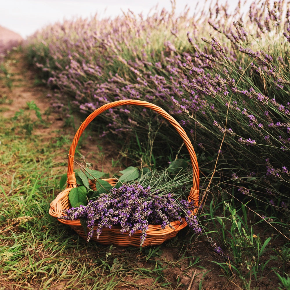 Bramble Berry Peaceful Lavender Fragrance Oil