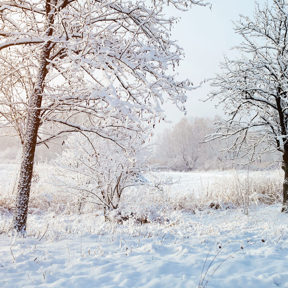 Bramble Berry Fresh Snow Fragrance Oil