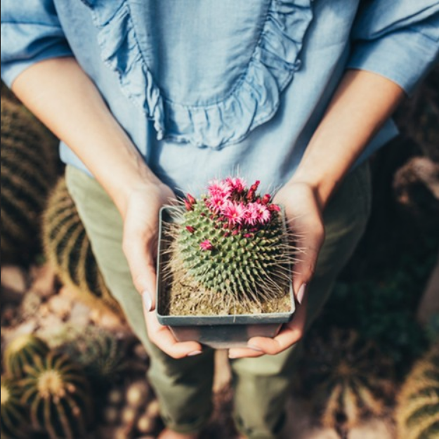 Bramble Berry Cactus Flower Fragrance Oil