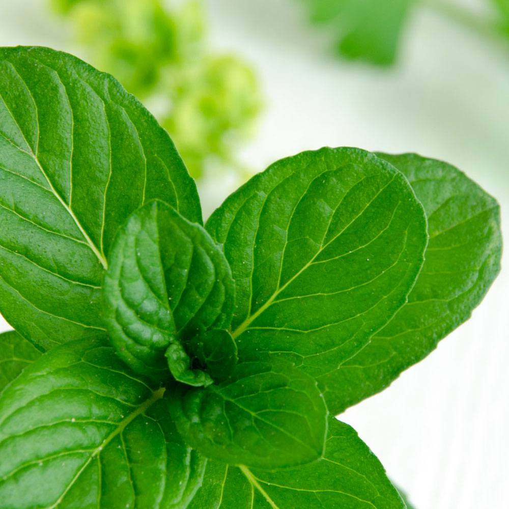 Bramble Berry Spearmint Eucalyptus Fragrance Oil