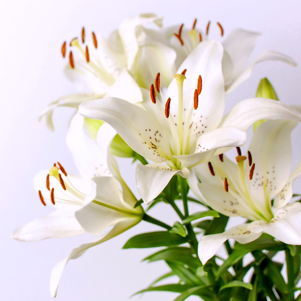 Bramble Berry White Lily and Aloe Fragrance Oil
