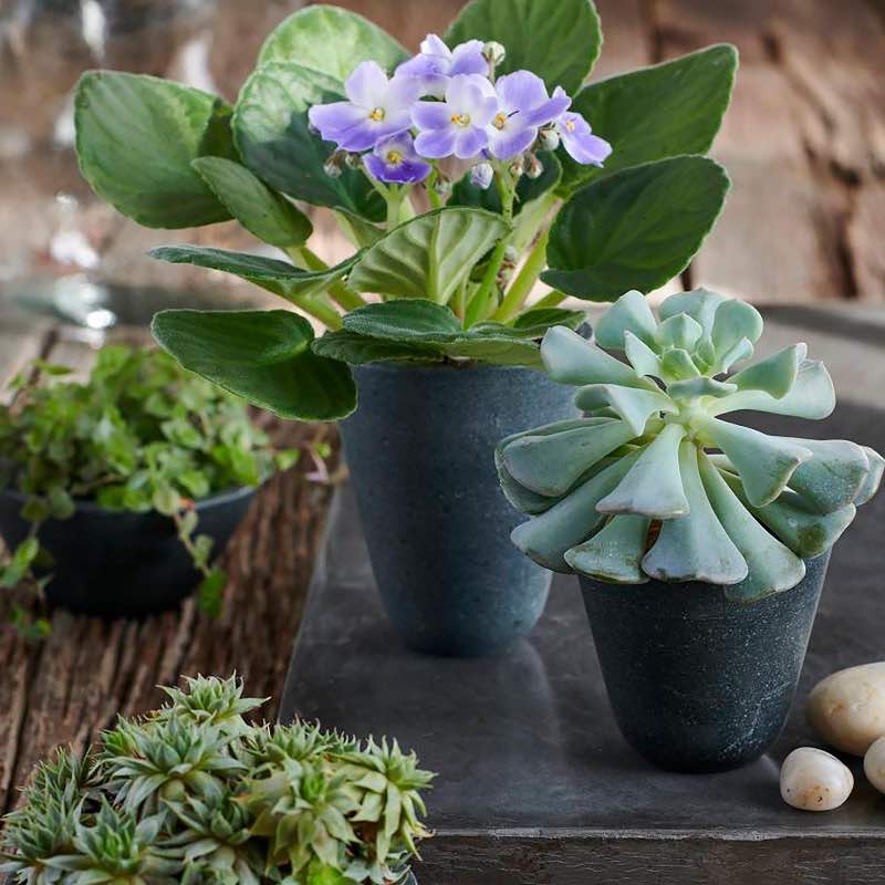 Wind and Weather Hasten Volcanic Stone Pot-Short