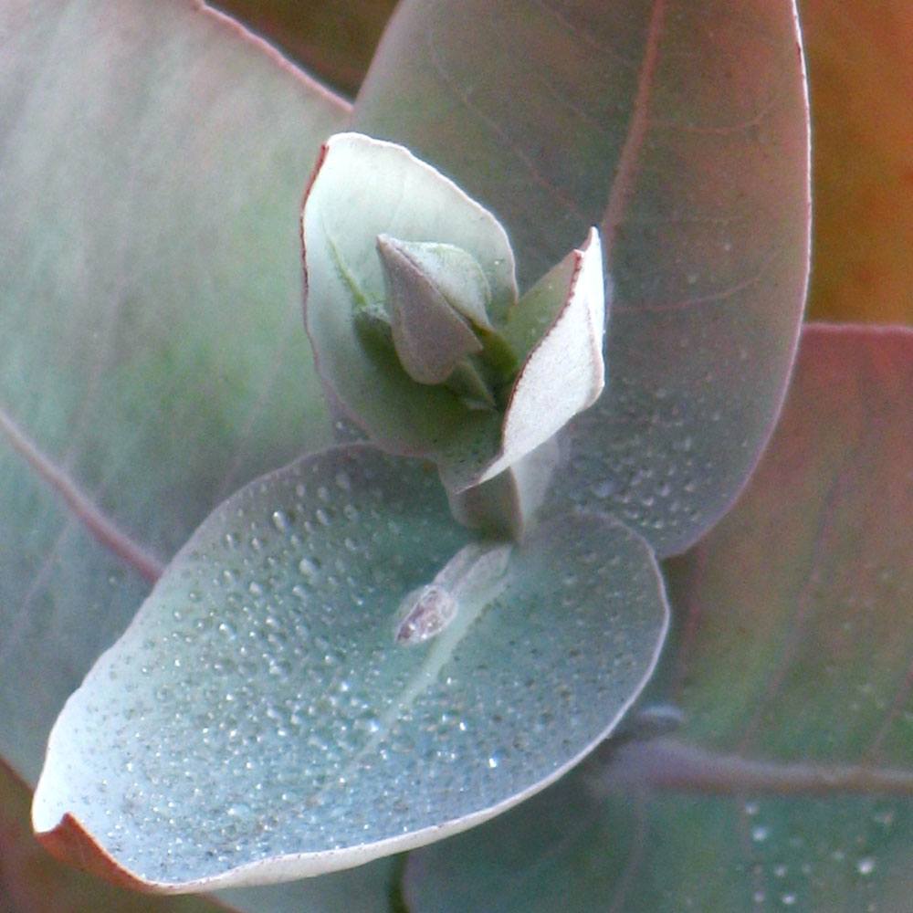 Bramble Berry Eucalyptus Essential Oil