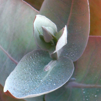 Bramble Berry Eucalyptus Essential Oil