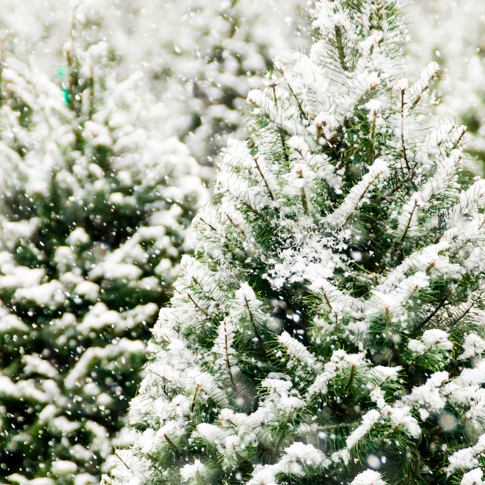 Bramble Berry Frosted Fir Fragrance Oil