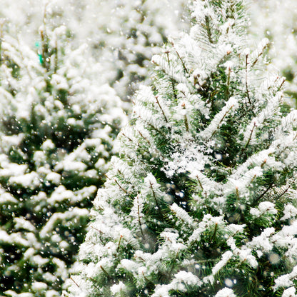 Bramble Berry Frosted Fir Fragrance Oil