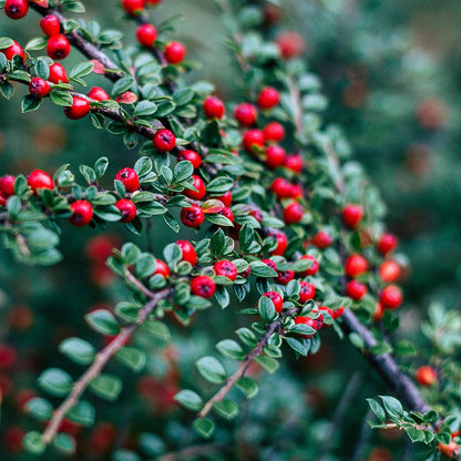 Bramble Berry Lingonberry Spice Fragrance Oil