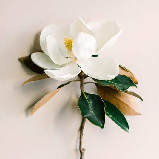 Bramble Berry Magnolia Leaf and Tonka Fragrance Oil