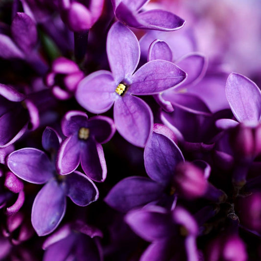 Bramble Berry Night Violet Fragrance Oil