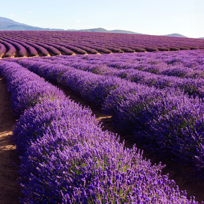 Bramble Berry Lavender 40/42 Essential Oil