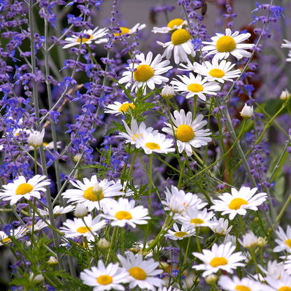 Bramble Berry Lavender Chamomile Huggies Type Fragrance Oil