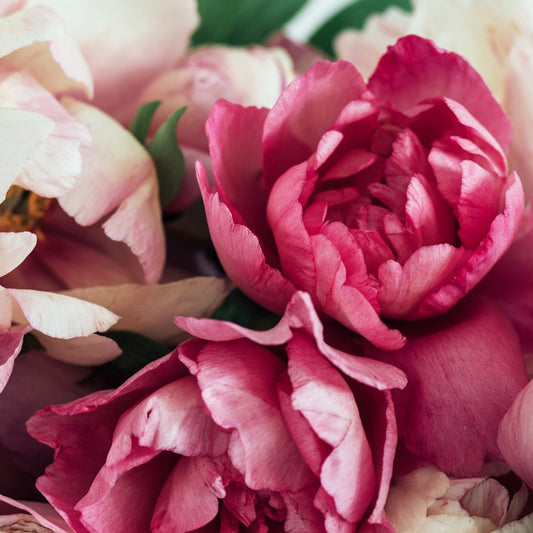 Bramble Berry Peony and Amberwood Fragrance Oil