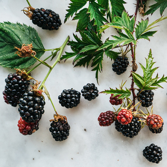 Bramble Berry Blackberry Sage Fragrance Oil