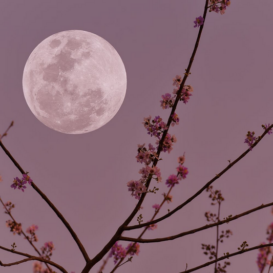 Bramble Berry Violet Moondance Fragrance Oil