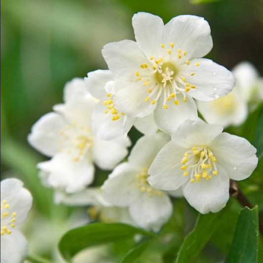 Bramble Berry Jasmine Dreams Fragrance Oil