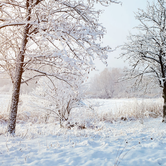 Bramble Berry Fresh Snow Fragrance Oil