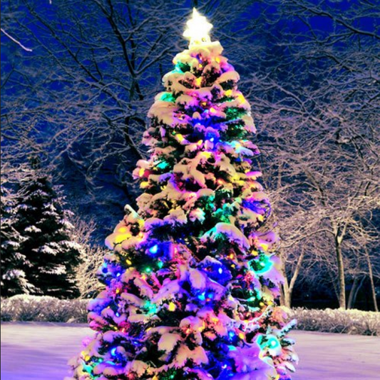 Bramble Berry Christmas Forest Fragrance Oil