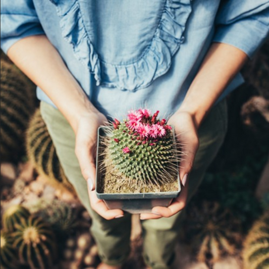 Bramble Berry Cactus Flower Fragrance Oil