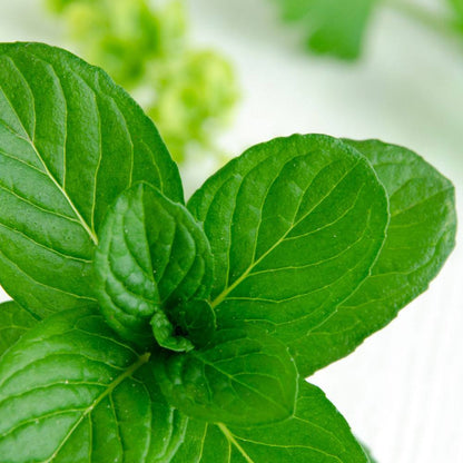 Bramble Berry Spearmint Eucalyptus Fragrance Oil